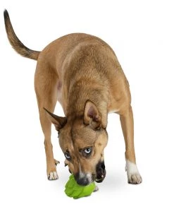 Planet Dog Artichoke