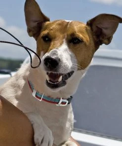 Three Blue Dogs KURGO WANDER DOG COLLAR