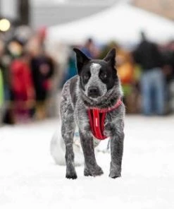 EzyDog CHEST PLATE DOG HARNESS Three Blue Dogs