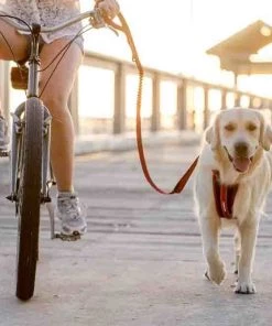EzyDog CHEST PLATE DOG HARNESS Three Blue Dogs