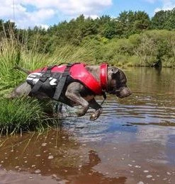 EzyDog DOG LIFE JACKET Three Blue Dogs