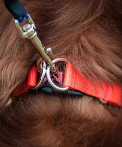 EzyDog DOUBLE UP COLLAR Three Blue Dogs