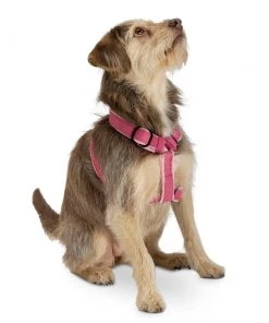 Planet Dog Hemp Harness Three Blue Dogs