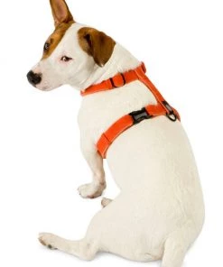 Planet Dog Hemp Harness Three Blue Dogs