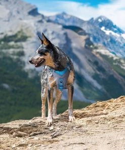 KURGO JOURNEY AIR DOG HARNESS Three Blue Dogs