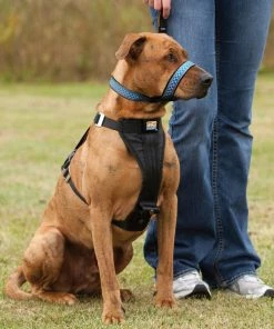 Three Blue Dogs KURGO SNOUT ABOUT STRAP - DOG HEAD HALTER