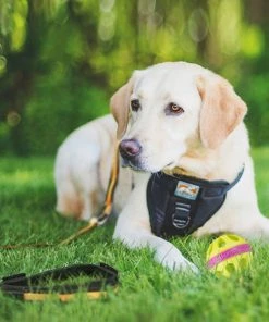 Three Blue Dogs KURGO NEW DOG PACKAGE