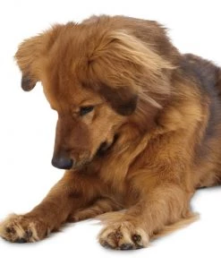 Three Blue Dogs Planet Dog Orbee Ball