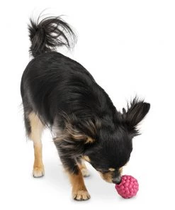 Planet Dog Raspberry