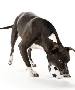 Three Blue Dogs Planet Dog Soccer