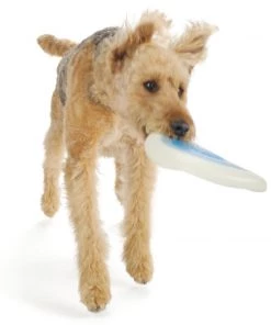 Planet Dog Zoom Flyer 11 Planet Dog Zoom Flyer