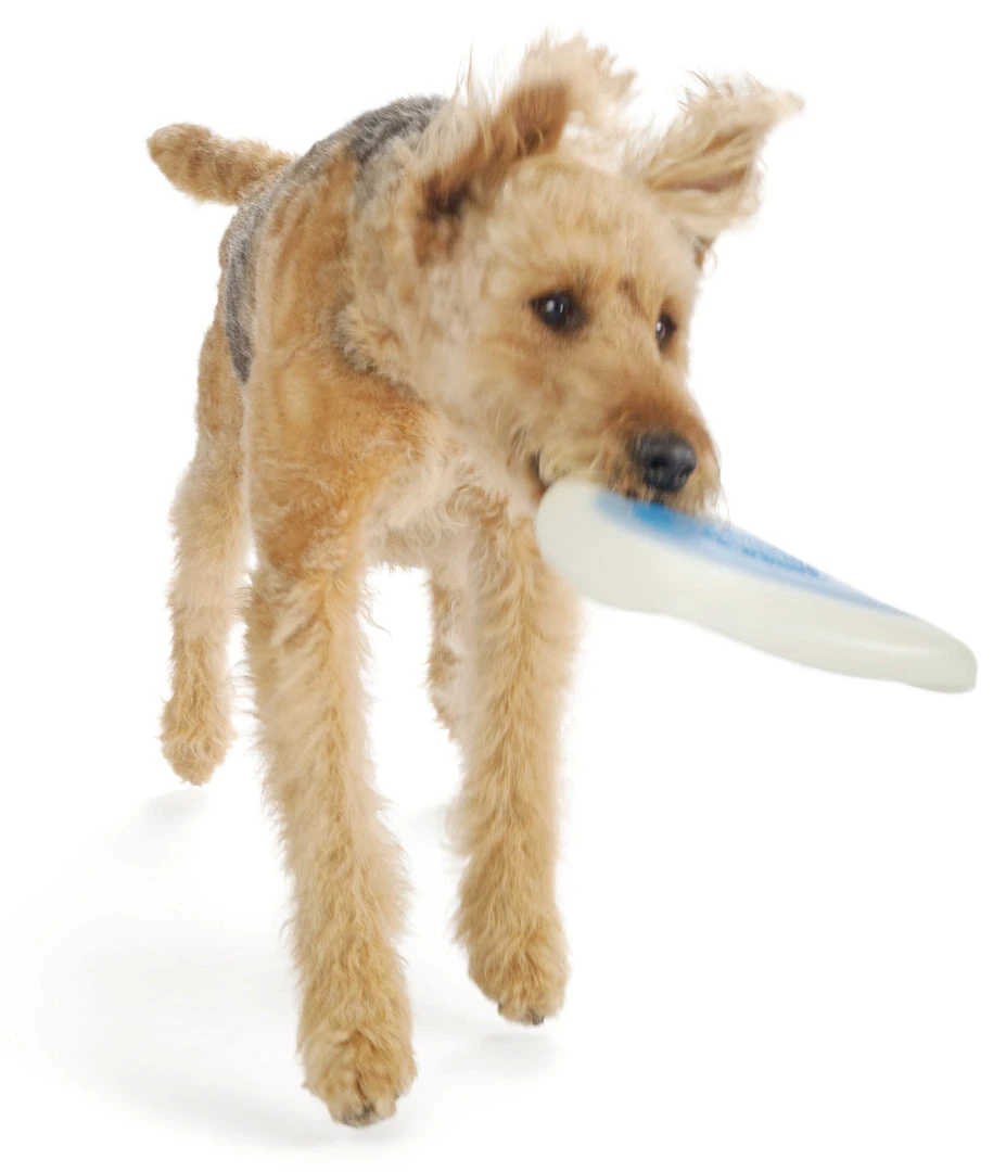 Planet Dog Zoom Flyer 6 Planet Dog Zoom Flyer