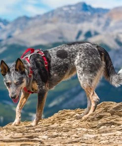 KURGO JOURNEY DOG HARNESS Three Blue Dogs