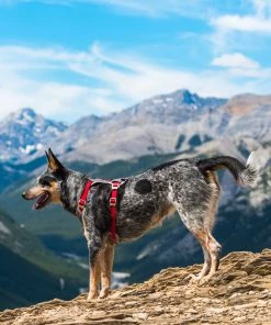 KURGO JOURNEY DOG HARNESS Three Blue Dogs